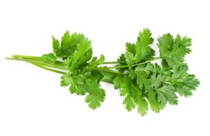 cilantro